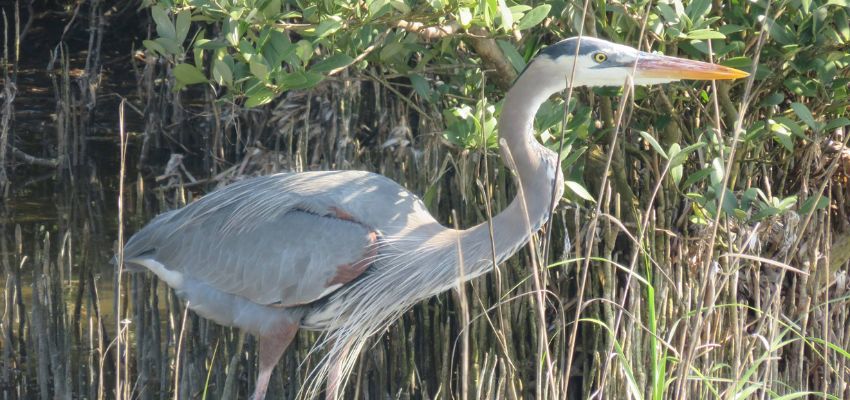 wildlife tours south padre (1) Nature lovers will love the South Padre Island Birding and Nature Center.