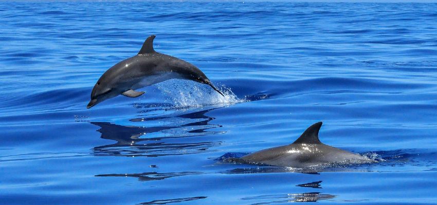 wildlife tours south padre (3) Dolphins near South Padre Island.