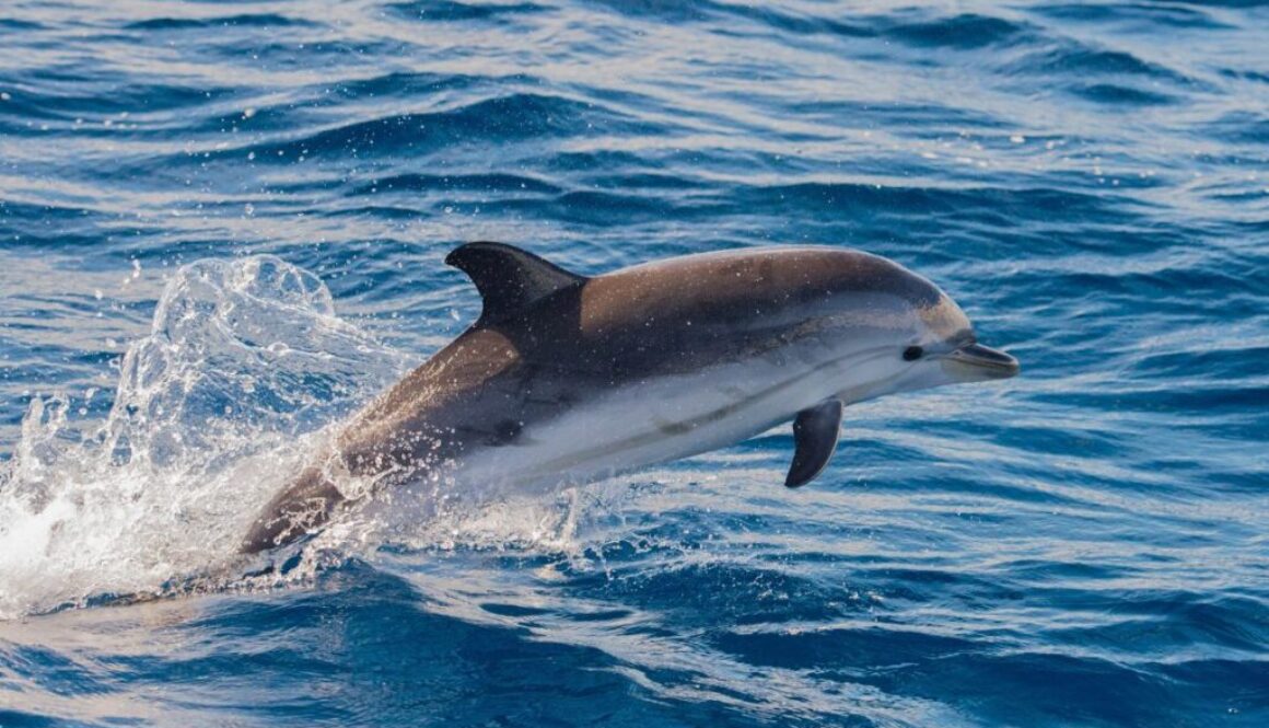 A dolphin from South Padre Island.