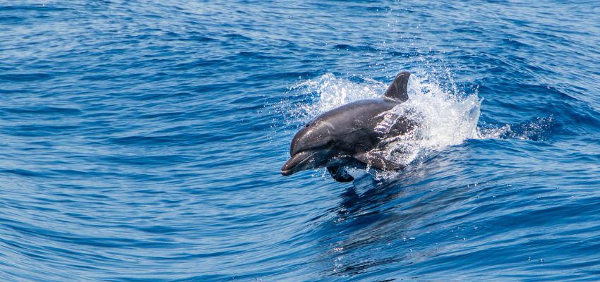 Dolphin leaping from the water during eco tours south padre island wildlife experiences.