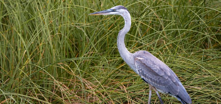 Great blue heron in coastal grasses spotted on eco tours south padre island.