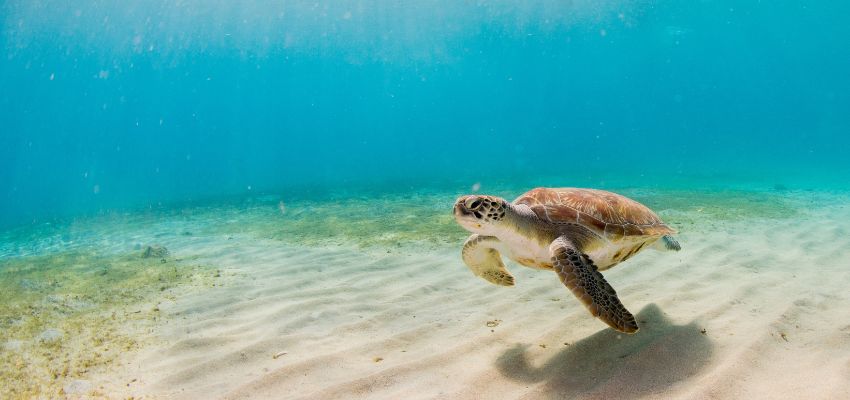 Sea turtle swimming in clear waters, a highlight of eco tours south padre island.