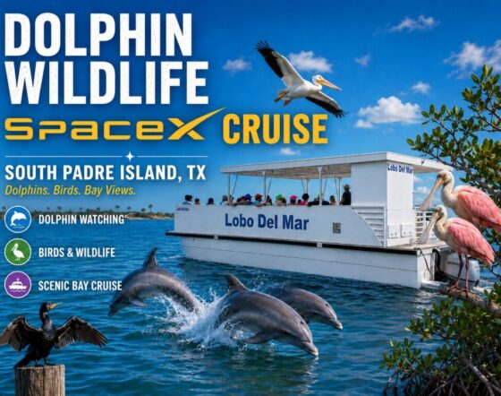 Dolphin low