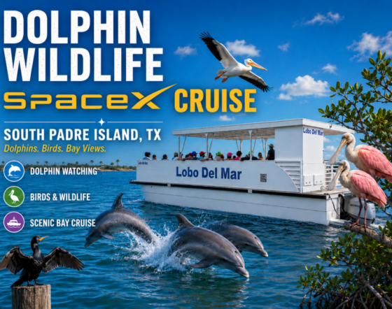Dolphin and wildlife cruise South Padre Island