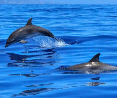 Dolphin leaping gracefully from the blue ocean, capturing amazing facts about dolphins in action