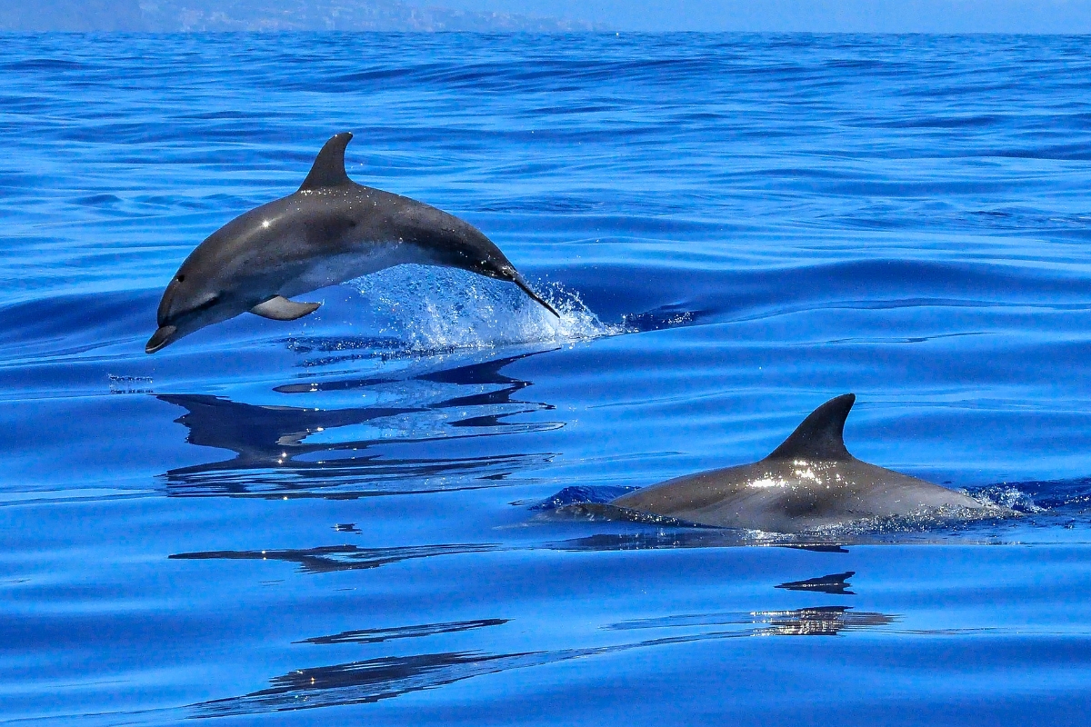 Dolphin leaping gracefully from the blue ocean, capturing amazing facts about dolphins in action