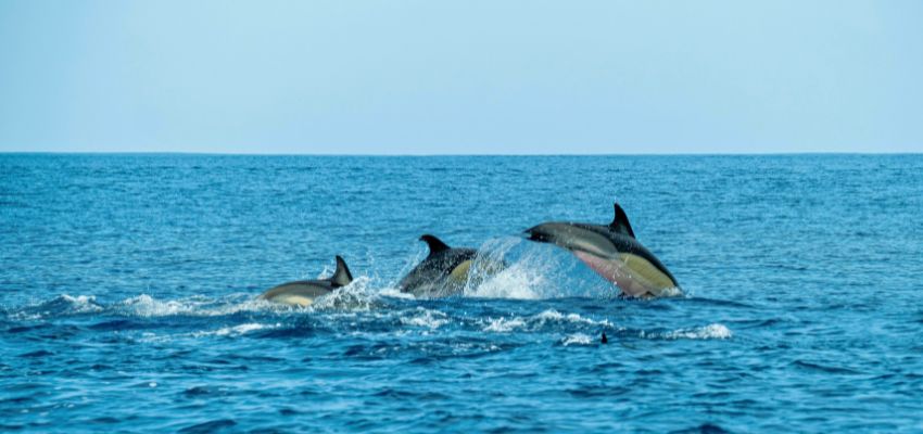 Dolphins leaping in the Gulf waters, a must-see among things to do in Port Isabel.